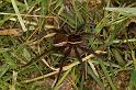 Dolomedes_fimbriatus_D5089_Z_91_Canal du Nivernais_Frankrijk